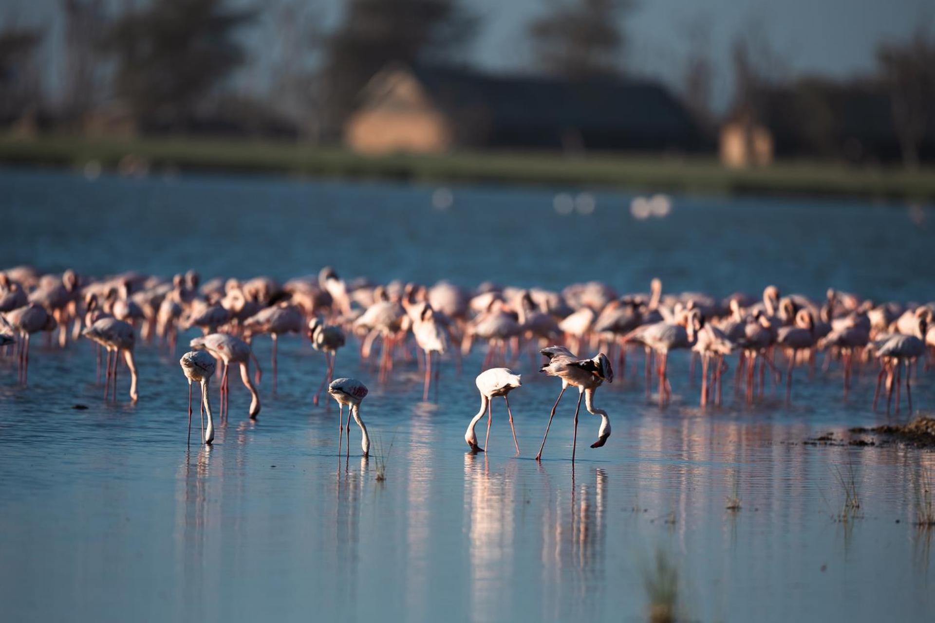 Amboseli Glass House Oloitokitok ภายนอก รูปภาพ
