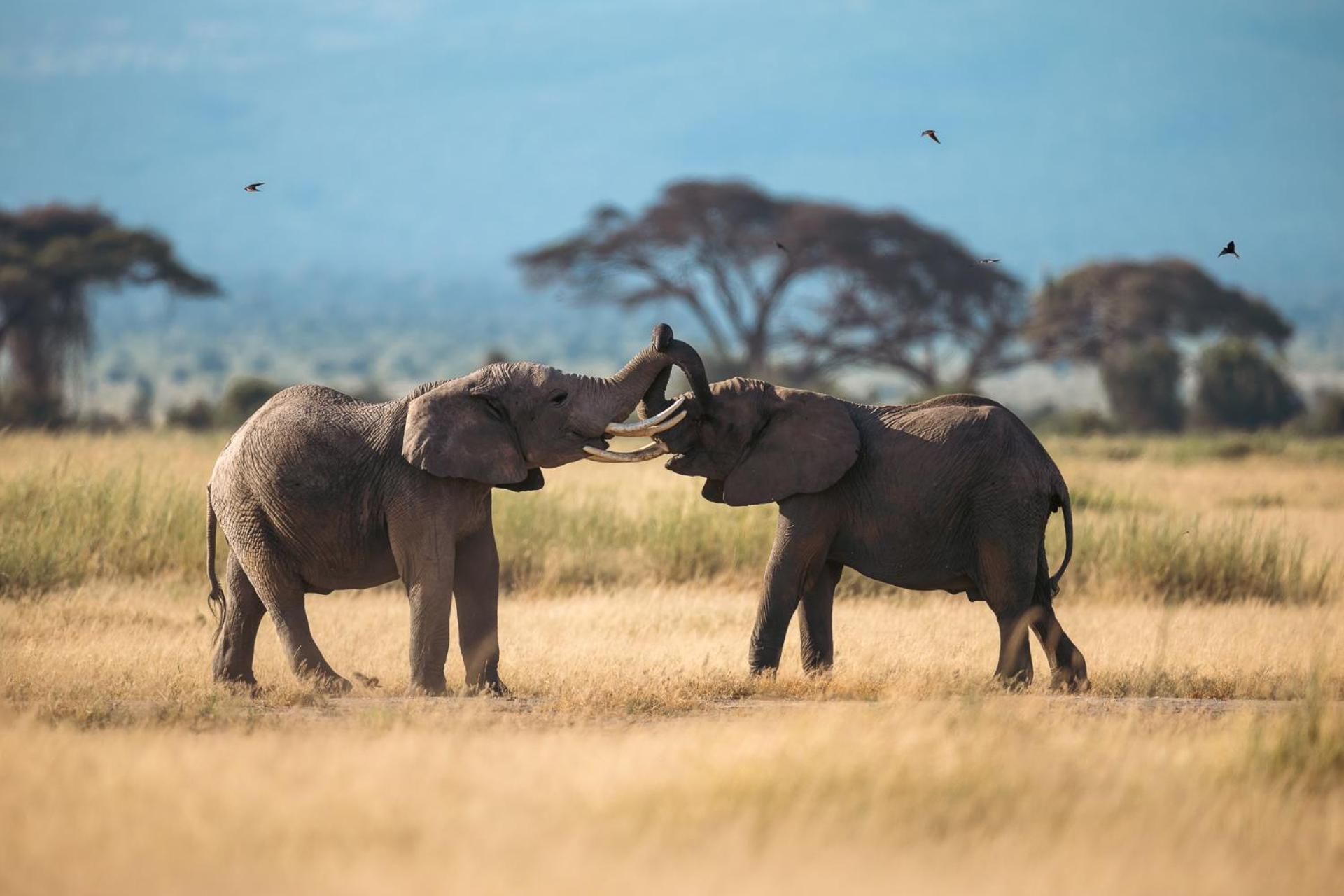 Amboseli Glass House Oloitokitok ภายนอก รูปภาพ