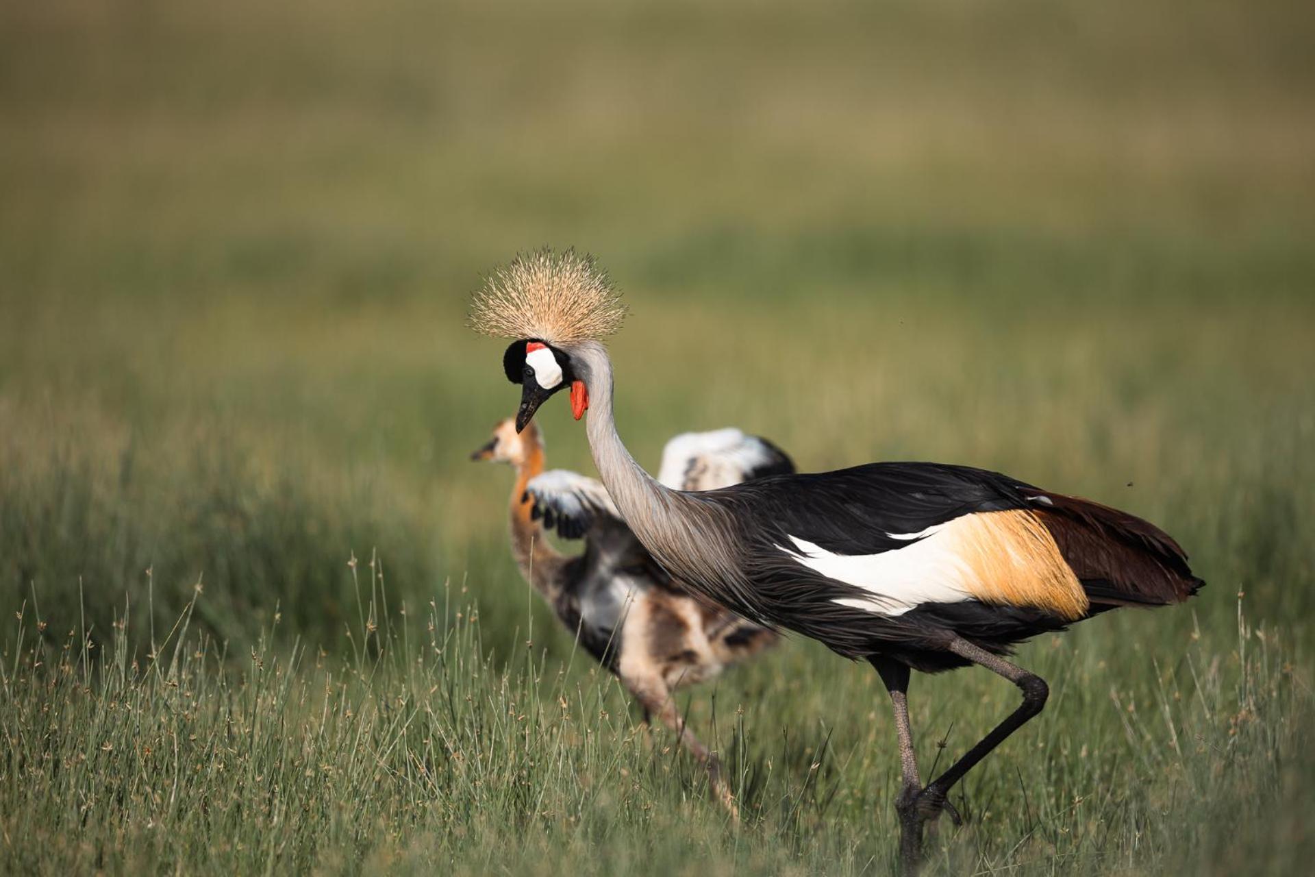 Amboseli Glass House Oloitokitok ภายนอก รูปภาพ