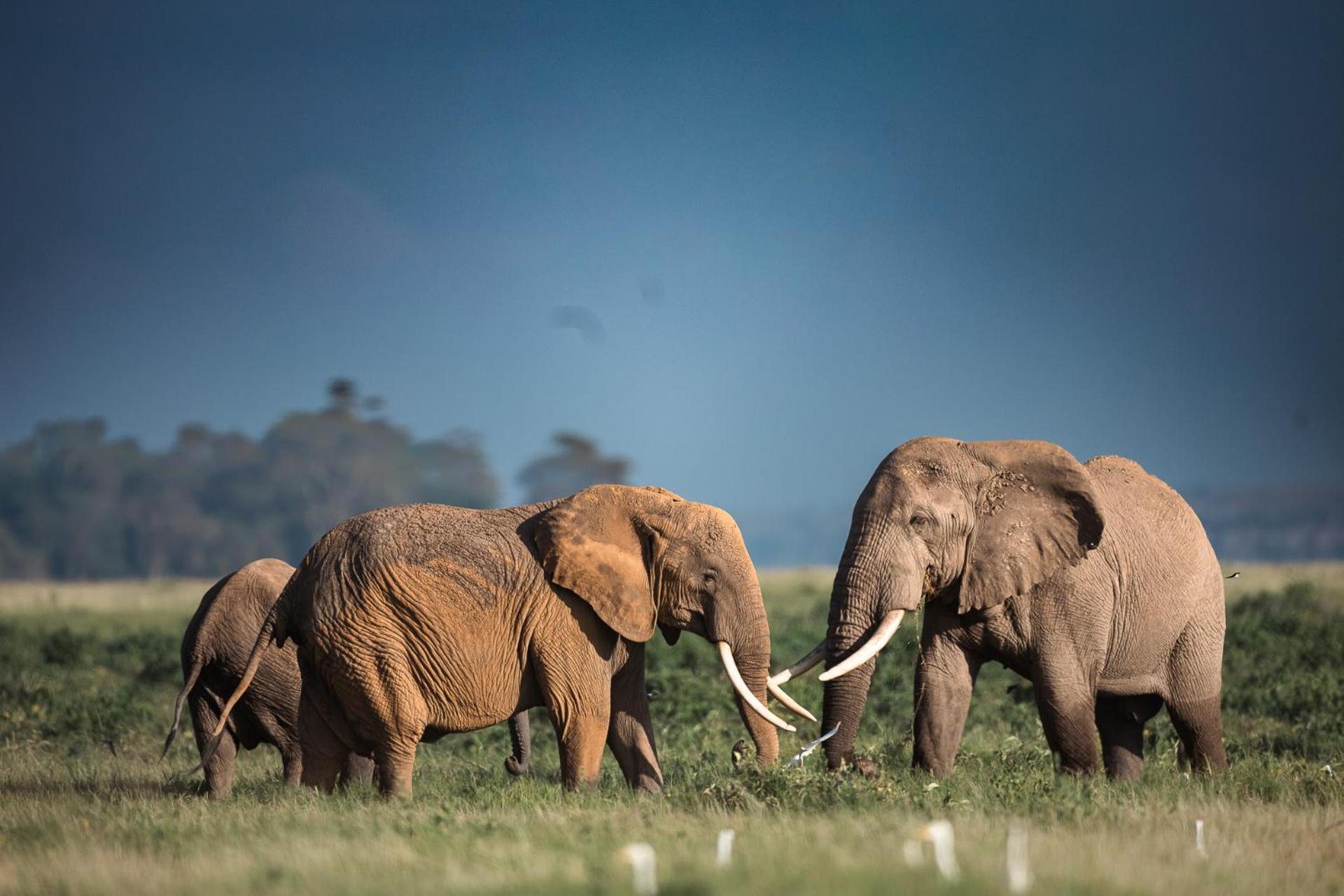 Amboseli Glass House Oloitokitok ภายนอก รูปภาพ